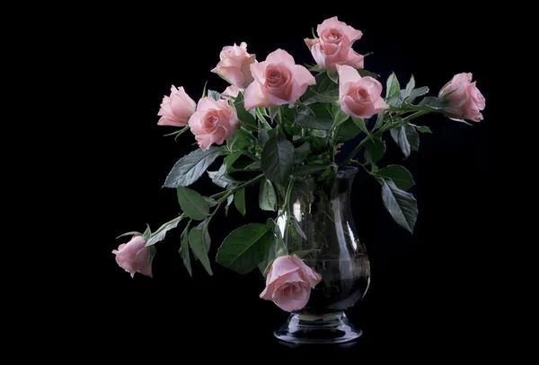 Pink roses — Stock Photo, Image