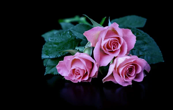 Pink roses — Stock Photo, Image