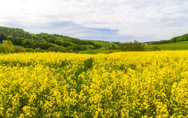 Sarı kolza alanıyla manzara 