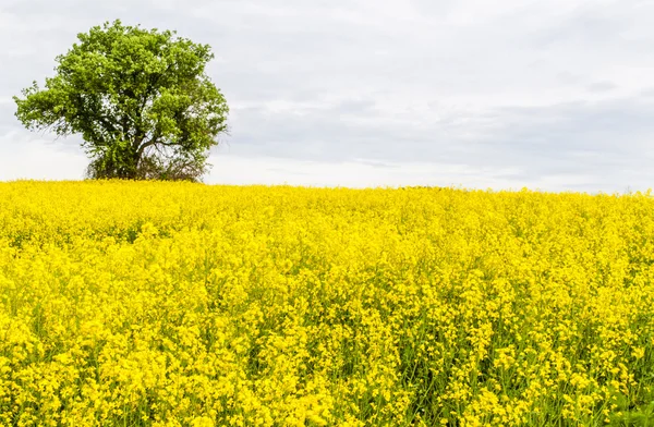 Landscape with yellow rapeseed field — Stock Photo, Image