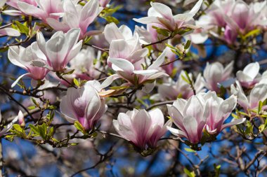 Manolya ağacı çiçeği 