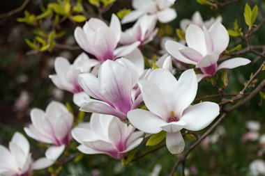 Manolya ağacı çiçeği 