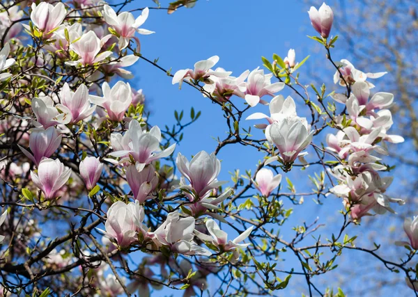 Magnolia boom bloesem — Stockfoto