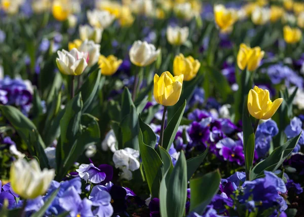 Viole viola e tulipani gialli — Foto Stock