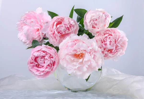 Beautiful pink peonies — Stock Photo, Image