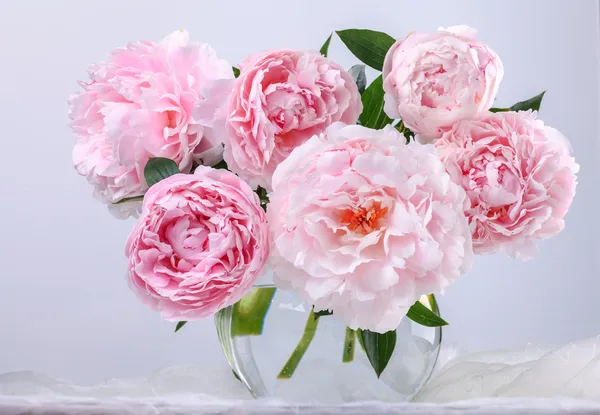 Beautiful pink peonies — Stock Photo, Image