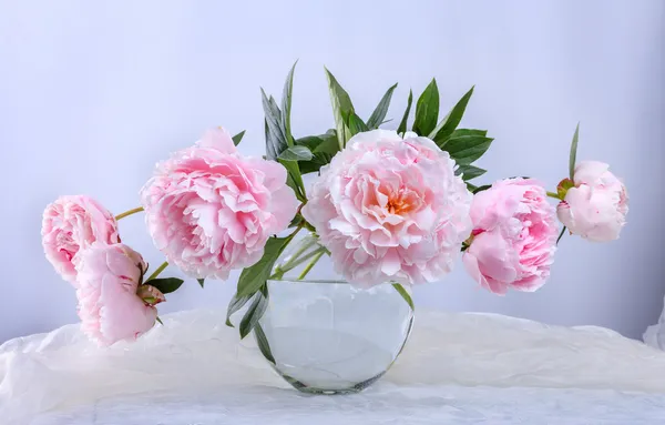 Beautiful pink peonies — Stock Photo, Image