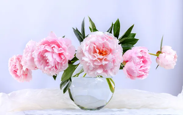 Beautiful pink peonies — Stock Photo, Image