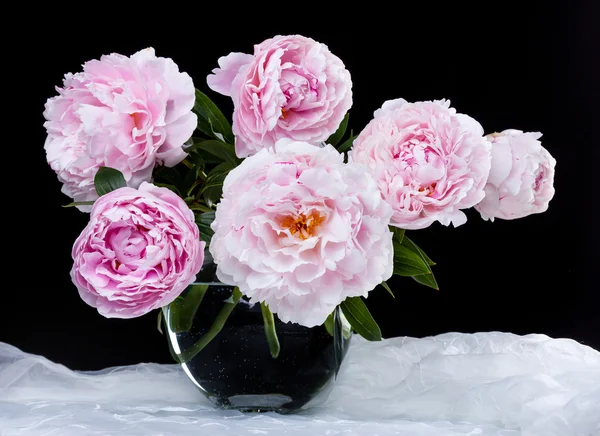 Beautiful pink peonies — Stock Photo, Image