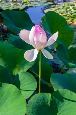 Güzel nilüfer çiçeği