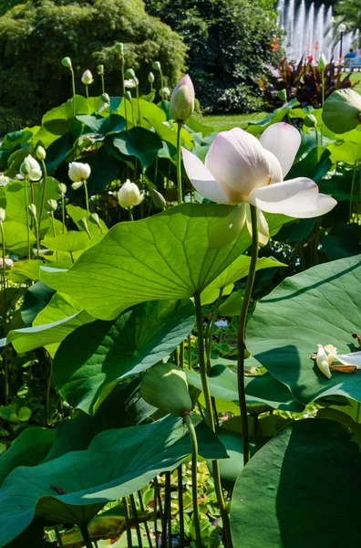 美丽的莲花 — 图库照片