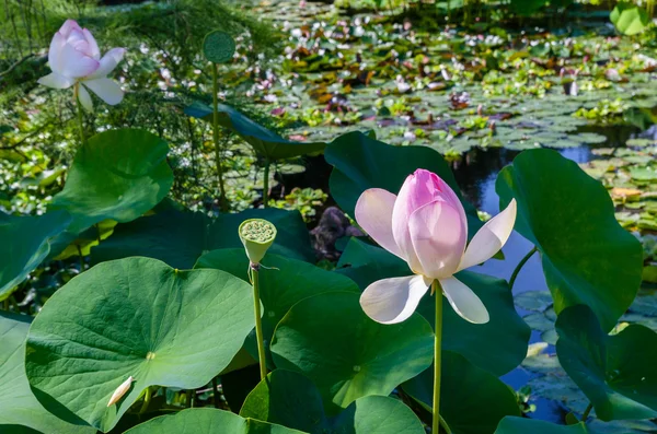 Piękny kwiat lotosu — Zdjęcie stockowe