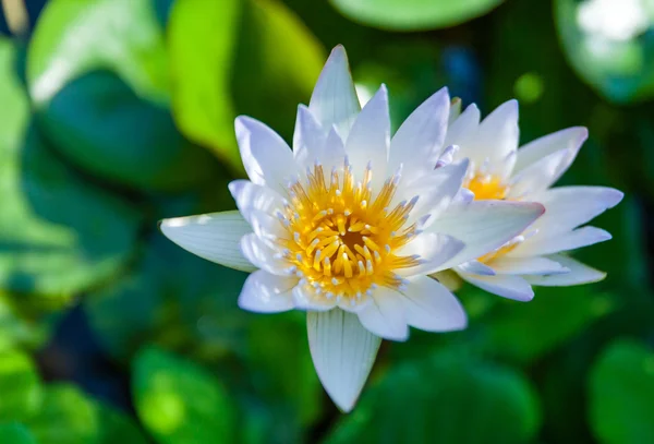 Piękny kwiat lotosu — Zdjęcie stockowe