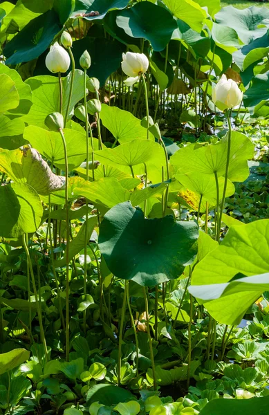 美丽的莲花 — 图库照片