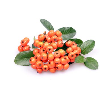 Ateş dikeni firethorn turuncu