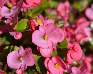 pembe Begonya