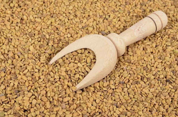 Fenugreek seed — Stock Photo, Image