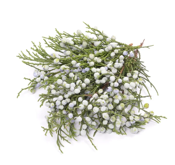 Juniper — Stock Photo, Image