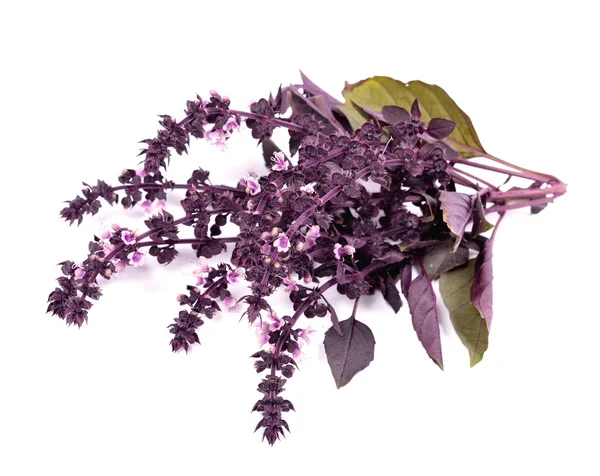 Ocimum basilicum — Stock fotografie