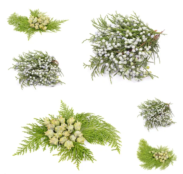 Juniper, twig with cones — Stock Photo, Image