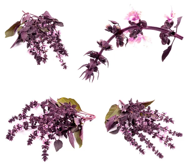 Purple basil — Stock Photo, Image