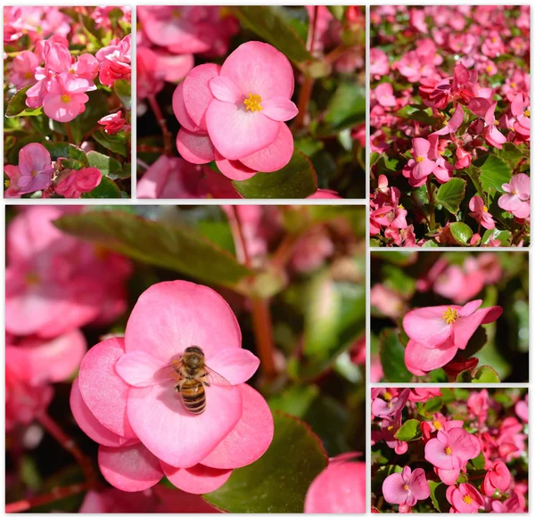 Rosa begonia — Stockfoto