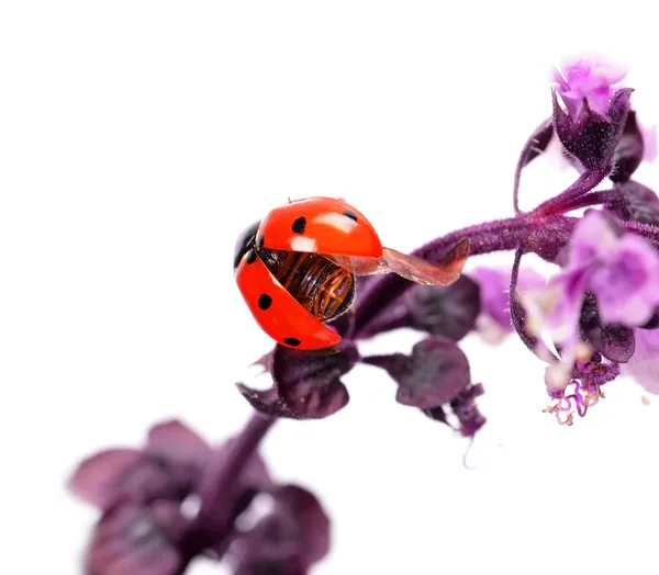 Coccinella — Foto Stock