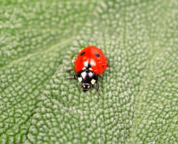 Coccinella — Foto Stock