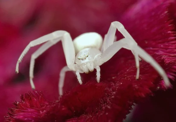 Misumena vatia — Stockfoto