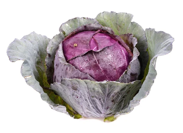 Cabbage — Stock Photo, Image