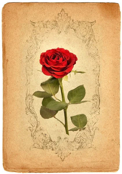 Artistieke vintage achtergrond met rode roos — Stockfoto
