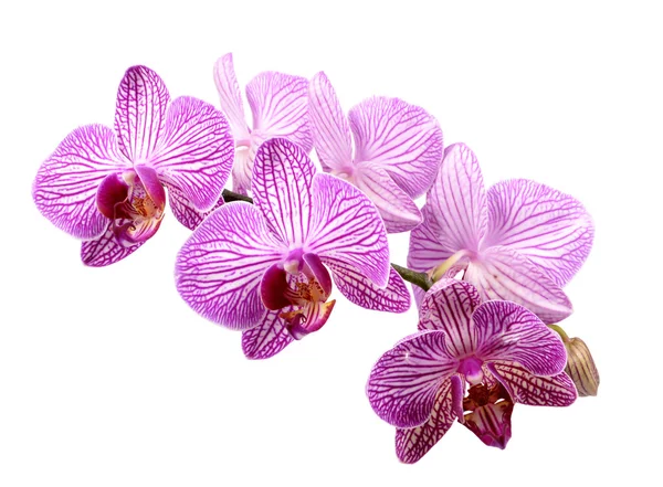 Orchidee — Stockfoto