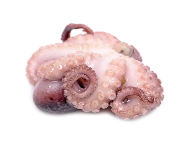 Octopus — Stockfoto