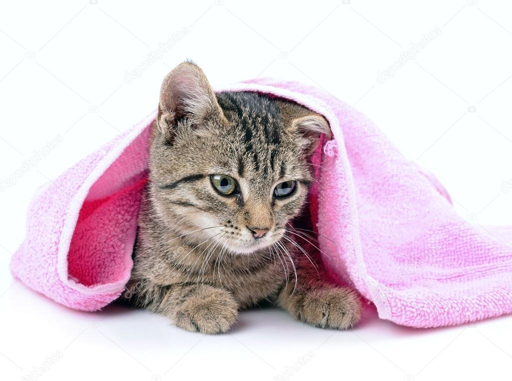 Кот в полотенце. Котенок в полотенце. Шапочка для купания кошек. Мытый котенок в полотенце. Искупаный котенок в полотенце.