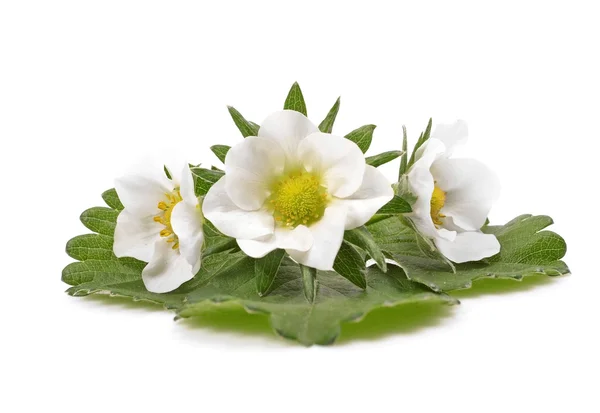Foglie verdi di fragola con fiore — Foto Stock