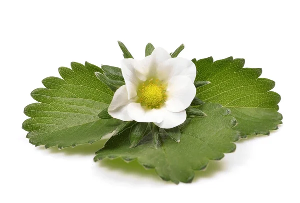 Green leafs of strawberry with flower — Stock Photo, Image