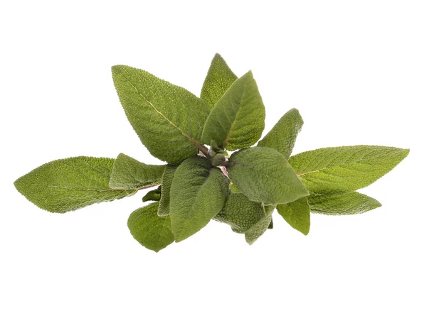 Manojo de hojas de salvia —  Fotos de Stock