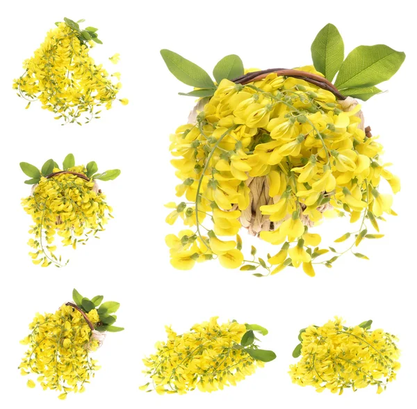 Yellow acacia — Stock Photo, Image