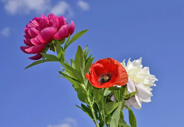 シャクヤク、ケシの花束 — ストック写真