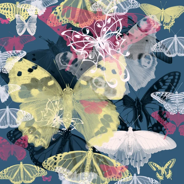 Pillangók — Stock Fotó