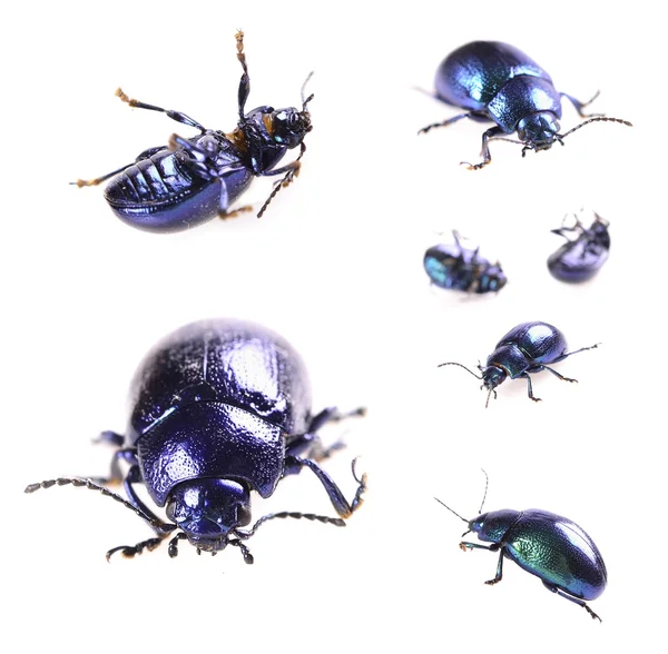金属蓝色甲虫 — 图库照片