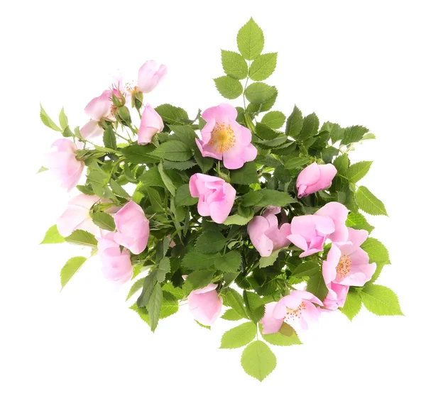 Rosehip flower — Stock Photo, Image
