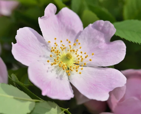 Rosehip flower — Stock Photo, Image