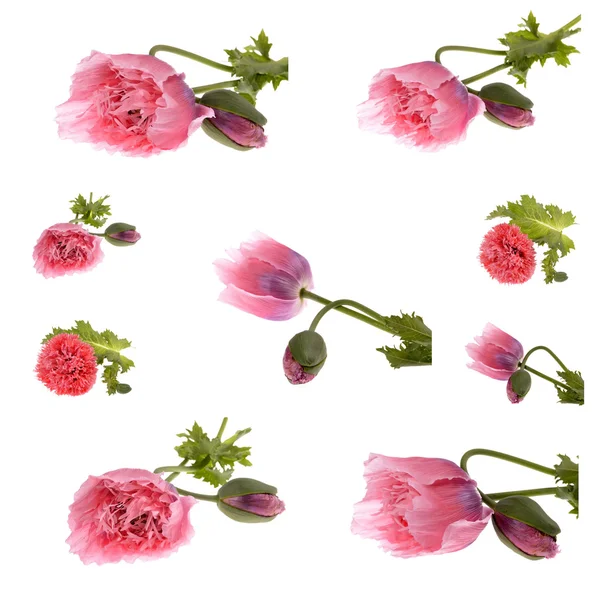 Poppies — Stock Photo, Image