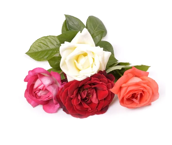 Rose — Stock Photo, Image