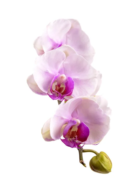 Orchidee — Stockfoto