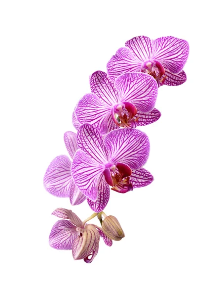 Orchidee — Stockfoto