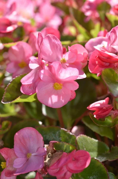 Rosa Begonien Blütenpflanzen — Stockfoto