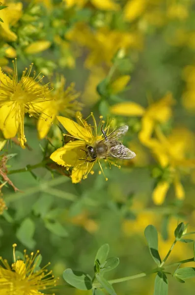 Hypericum perforatum — Stok fotoğraf