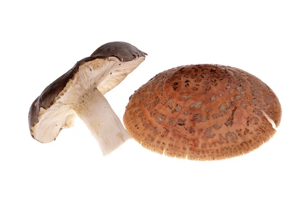 Funghi — Foto Stock